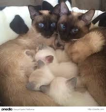 Kucucuk Yavrulariyla Minnosluguna Minnosluk Katmis 38 Kedi Cok Sirin Hayvanlar Cute Kittens Kediler Ve Yavrulari