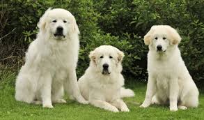Due to the dog's overall size and energy needs, the golden pyrenees are not advisable dogs to have in an apartment. Great Pyrenees Breed Information