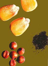 Image result for Striga chrysantha