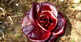 We did not find results for: Rosa Di Gorizia Amicidellortodue