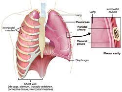 So then i would exhale and. Pulmonary Pleurae Wikipedia
