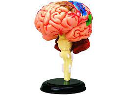 Human Brain Anatomy Model - Build Your Own! - Newegg.com
