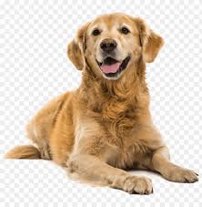 Adult Dog Cut Out Golden Retriever Png Image With Transparent Background Toppng Seeking more png image cute dog png,golden retriever png,dog print png? adult dog cut out golden retriever
