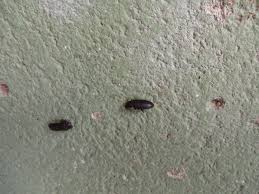 Kleine Braune Insekten Kuche Kleine Grune Raupen In Der Kuche Raupen Am Bonsai Und In