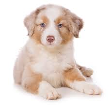 Search results it's also free to list your available puppies and litters on our site. Petland Florida