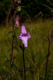 Image result for Wahlenbergia krebsii