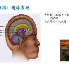 hippocampal activation car led lights car led led lights