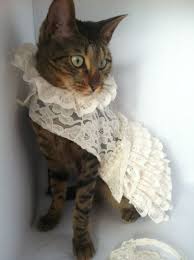 Cat Clothes Bride Outfit Cats In Wedding Dresses Cats Cats In Dresses Wedding Dresses Cat Wedding Dog Wedding Dog Wedding Dress