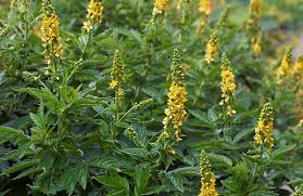 Image result for Agrimonia