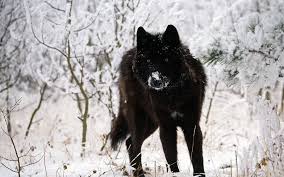 black wolf wallpaper 64 images