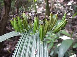 Image result for Corymborkis corymbis