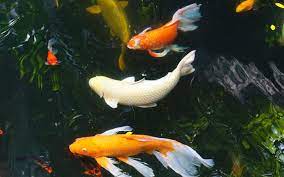 Especially if your tank is visible through the curtains! Koi Carp Vs Goldfish What Is The Difference Aquariumnexus