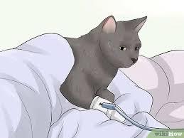We did not find results for: Cara Mencegah Infeksi Saluran Kemih Pada Kucing 9 Langkah