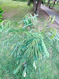 Image result for Cineraria pinnata