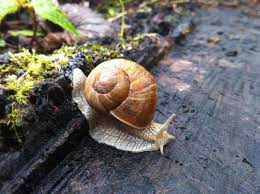 Brown garden snails thrive in moist environments that are safely hidden from the heat of the sun. How To Keep Slugs Snails Away Super Effective Strategies Gromor