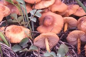 Image result for Marasmius opacus