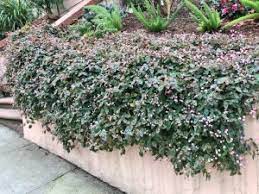 Maybe you would like to learn more about one of these? 7 Good Trailing Plants For Walls