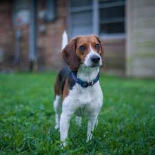 We will now be appointment only to view and adopt canines and felines until further notice. 6 Reasons Why You Should Consider A Beagle Pethelpful By Fellow Animal Lovers And Experts