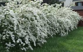 Haie Spire Terrasse Jardin Idees Jardin Jardins Champetres