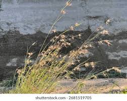 Image result for Themeda triandra