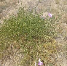 Image result for Ipomoea lapathifolia