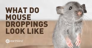Their droppings are indeed quite similar to rice grains, only that each end is actually blunt, like short, brown rice. What Does Mouse Poop Look Like Identify Rodent Droppings