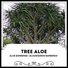 Image result for Aloidendron barberae