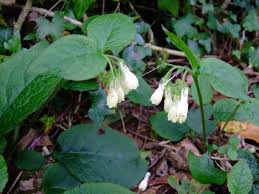 Maybe you would like to learn more about one of these? Comfrey Or Symphytum Mends Broken Bones Myra Nissen Certified Homeopath Homeopath