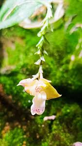 Image result for Polystachya maculata