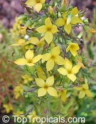 Image result for Kalanchoe laciniata