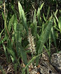 Image result for Sansevieria hyacinthoides