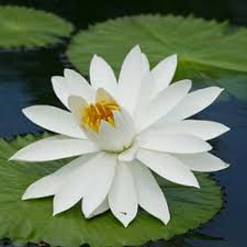Recommended to enhance wealth and overall good luck. Lotus White Nymphaea Alba Water Lily