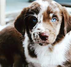 The lifespan of this mixed breed is around 10 to 14 years. 17 Aussiedor Ideen Hunde Australian Shepherd Blue Merle