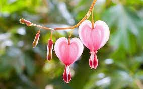 Pin By Moe Bahaa Ed Deen On The Garden Bleeding Heart Flower Bleeding Heart Flower Wallpaper
