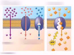 Facilitated diffusion  edit  there are over 10 different types of glucose transporters; Unit 2 Cells Passive Transport And Active Transport Diagram Quizlet