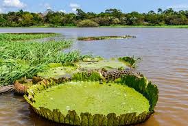 Fifth national report to the convention on biological diversity. Visiting The Amazon Rainforest In Brazil On The Go Tours Ae