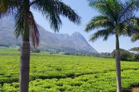 Image result for Brachystegia manga