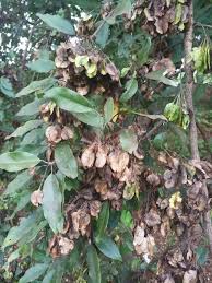 Image result for Combretum hereroense