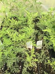 Image result for Artemisia afra