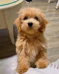 Best Maltipoo Breeders In Texas Maltipoo Breeders Maltipoo Dog Hypoallergenic Dogs Small