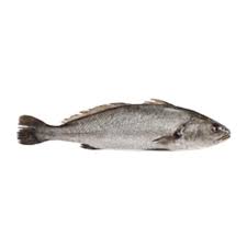 Salmon Bass Meagre Argyrosomus Regius Salmon Fish Fish And Seafood