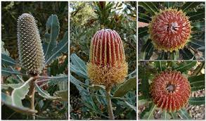 Banksia Menziesii Mosaic Kings Park Mosaic Flowers
