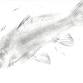 UMFA in the Wild: Gyotaku Fish Rubbings