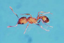 A pictorial key to the most pestiferous ant species threatening hawaii's native fauna. Legislation Tackles Fire Ant Problem West Hawaii Today