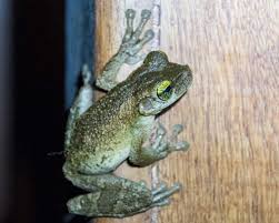 In the apg iv classification system, it is placed in the family asparagaceae, subfamily nolinoideae. The Cuyabeno Wildlife Reserve A Photo Essay By Angie Drake
