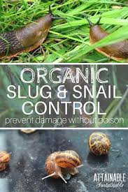 Traps, organics, pesticides, and also pest friendly solutions can be found at this store. Pest Control Anglesey Pest Control Records Do It Yourself Pest Control Near Me Pest Control S Organic Vegetables Organic Pesticide Organic Gardening Tips