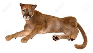 Diese können das knochengewebe heilen. Subir Y Bajar Marinero Heredero Raubkatze Puma Menor Derrochador Reunir
