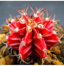 Players can harvest cactus spines from the mature plant. Egrow 200pcs Pack 200pcs Scallop Red Cactus Seeds Meaty Plant Mini Succulent Bonsai Plants Seeds