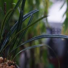 Image result for Elaphoglossum spathulatum