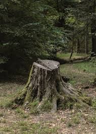 Aaron howellleamon howell, 79wanda howell, 59. Stump Removal Tindle Tree Care